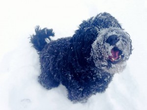 Jake in snow
